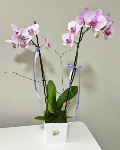 Blooming Orchid - in Destin, FL thumbnail 2